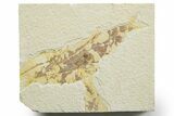 Limestone with Five Fossil Fish (Knightia) - Wyoming #363826-1